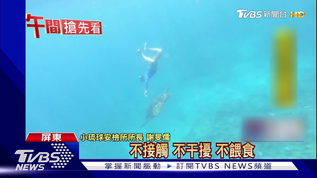 摸海龜代價大！小琉球潛水　騷擾海龜罰6萬起