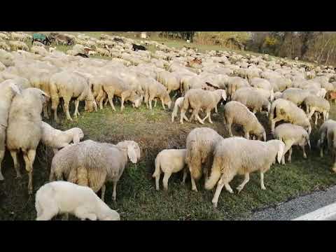 GREGGE al pascolo - 4 ) sul ciglio della strada