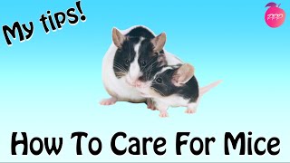 HOW TO CARE FOR MICE