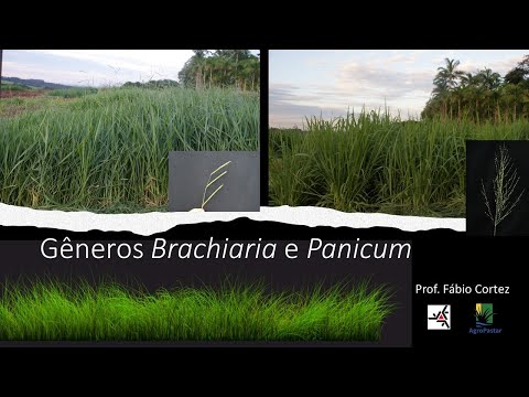 , title : 'Como conhecer e escolher forrageiras dos gêneros Panicum e Brachiaria?'