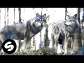 Danimal - Wolves (Official Lyric Video)