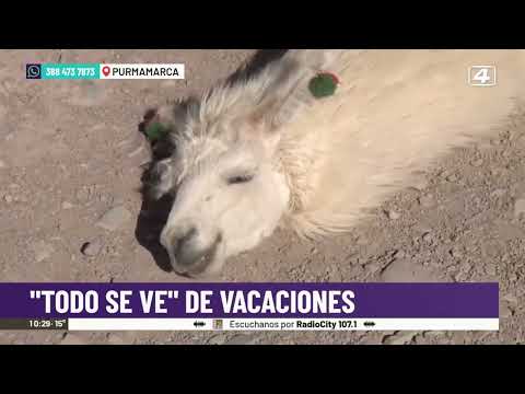 La verdad sobre las fotos con llamas en la Quebrada de Humahuaca: cuánto cuestan