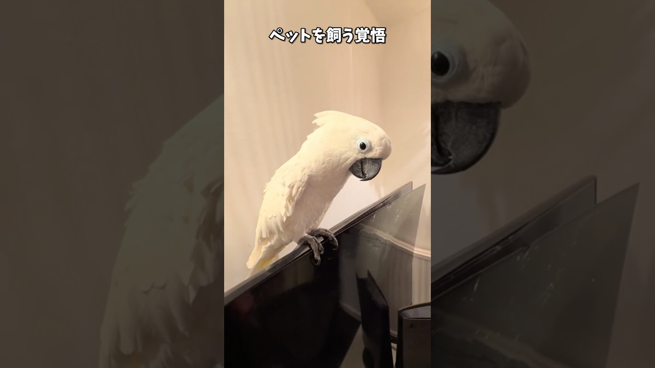 【鳥Part226】ペットを飼う覚悟が問われる動画　#鳥 #birds #parrot #かわいい #インコ