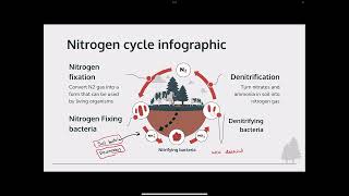 Nitrogen Cycle: ALL YOU NEED TO KNOW