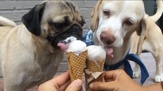 Pug Eating Food With His Best Friend