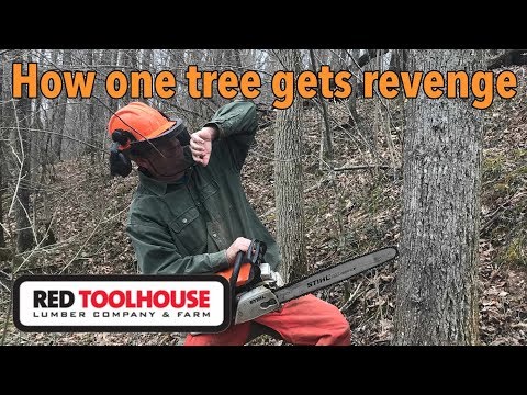 This poplar tree got me...twice