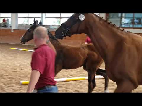 Filly *2019 - San Amour - Benetton Deam - Dashing Blade xx