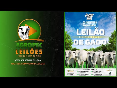 agropecleiloes.com - LEILÃO ESPECIAL GADO DE CORTE | AM LEILÕES - GURUPI-TO 07/12/2025