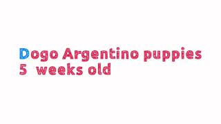 Dogo argentino puppies at 5 weeks