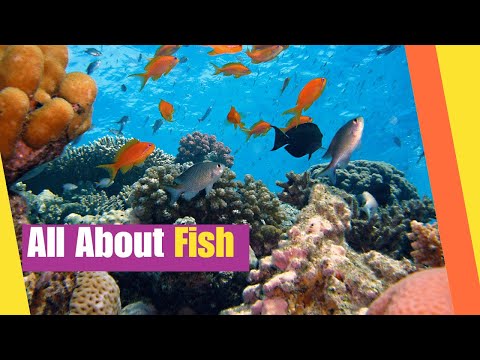All About Fish | Learn the characteristics and facts about fish | Science Lesson