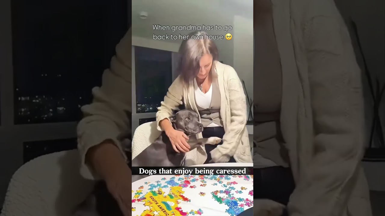 Dog:Please don't stop, continue 🐶 #funny #funnydog #dog