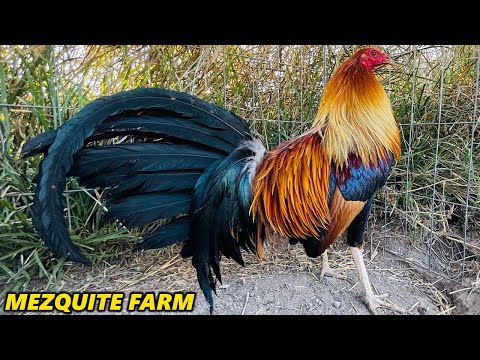 PABLO LOPEZ !! Yellow Leg Albany Sweater Grey Kelso MEZQUITE FARM - Beautiful Birds