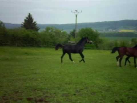 Lord Altmark/ Levisto x Ritual / Ramiro Z, 3-j. Stute