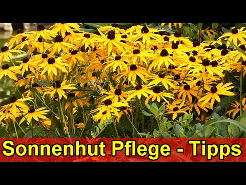 Gelber Sonnenhut – Pflege - Standort, Schneiden, Düngen, Gießen uvm