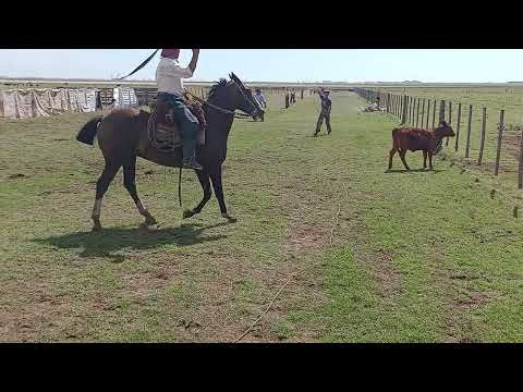 pialada en día de yerra