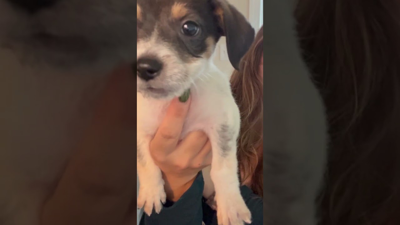 Enlarge Spooky, a Adoptable mixed breed in Gainesville, VA video 5/6