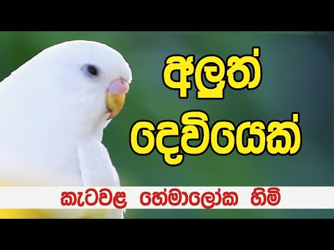 VEN KATAWALA HEMALOKA THERO