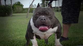 Lil Sinner a.k.a. the &quot;EDGEXOTIC&quot; by BULLYWEBTV