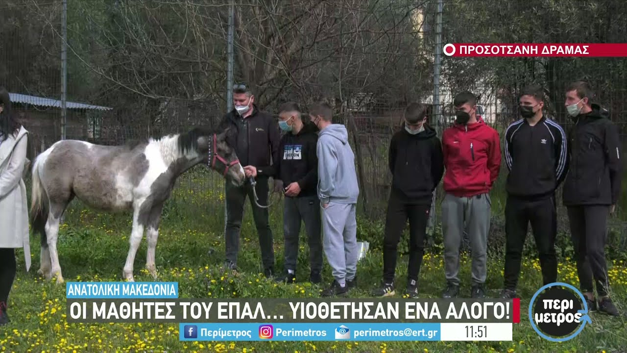 Μαθητές του ΕΠΑΛ Δράμας υιοθέτησαν ένα άλογο | 04/04/2022 | ΕΡΤ