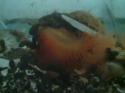 Limaria hians time lapse test