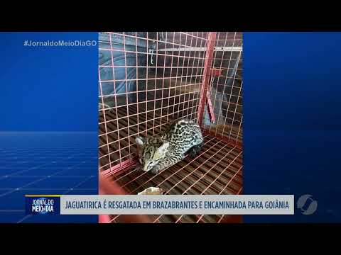 Jaguatirica é resgatada em Brazabrantes e encaminhada para Goiânia