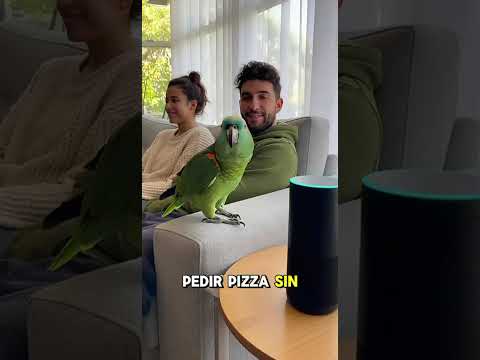“Loro ROASTEA a Alexa: ‘¡Tu novio te dejó por Siri!’ 😂🦜🔊🍕”