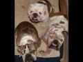 English Bulldog Rescue Stories- Then And Now ...
