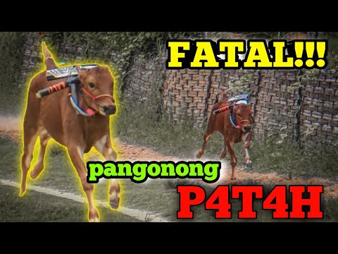 PANGONONG P4T*H SAAT LEPAS START!!! TRAGEDI KARAPAN SAPI MADURA
