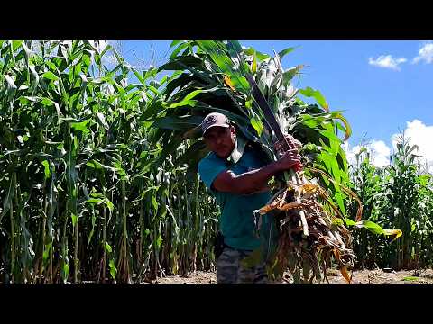 Jalapa registra buenos resultados en la producción de maíz