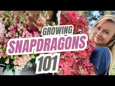 Growing SNAPDRAGONS 101: Germination Tips, Spacing, Netting & Soil Blocks!