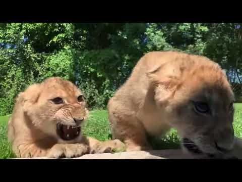 Angry lion cub