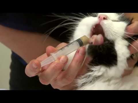 Giving a cat a tablet: crushing a tablet and mixing with water