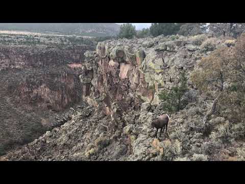 Rocky Mountain Bighorn Sheep Corridor