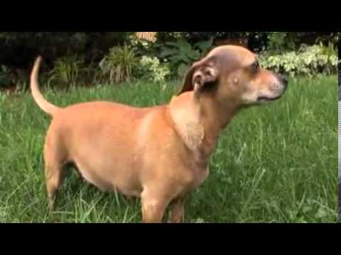 Pet4you.gr: Dogs Chiweenie