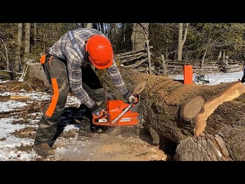 Husqvarna 395xp bucking a big ASH tree!! LETS GET CUTTIN