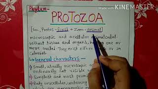 Phylum protozoa characters and classification explained in Hindi