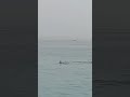 June 9 2023 Real Shark Attack Today In Egypt