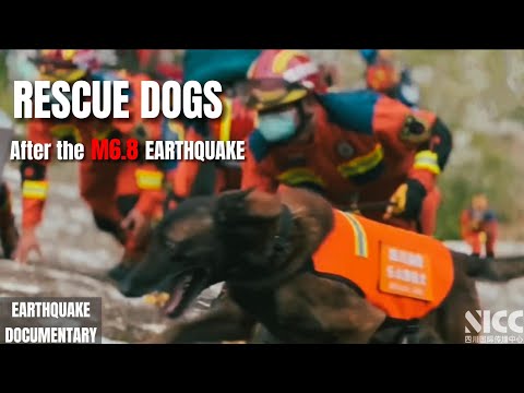Rescue Dogs At Work After the M6.8 Sichuan Luding Earthquake in China: 中国四川泸定地震：坚持住，狗狗救援队来了！