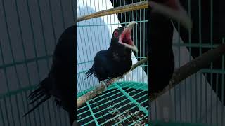 Download lagu tuwu lokal enak buat pancingan burung macet %ampuh mp3