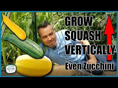 , title : 'Grow Squash Vertically - Even Zucchini // Complete Guide'