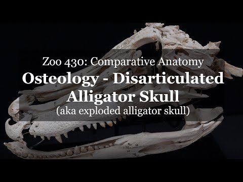 Osteology: Disarticulated (exploded) Alligator skull