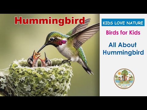 All About Hummingbirds for Kids: Facts, Life Cycle, Diet, and Habitat | Birds Story for Kindergarten