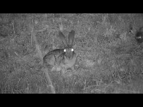Djuma: Scrub Hare feeding in the old pan - 02:58 - 10/14/2023