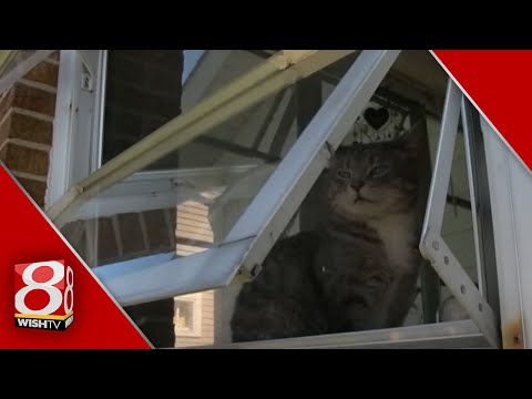 Cat protects homeowner - YouTube