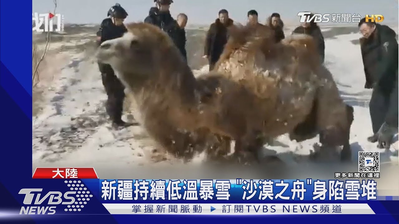 陸寒潮發威局地驟降30度 新疆駱駝遭雪埋、中東部將降雪