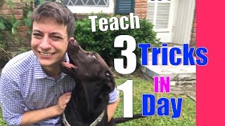 Teach Your Dog 3 Tricks in 1 Day! Speak, Shake and…