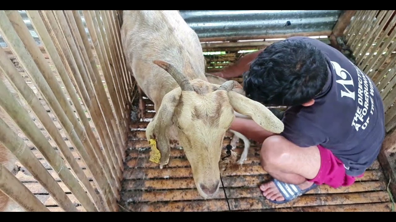 More baby goats!  Wow, easy like Sunday morning (at El Oma Lufo).