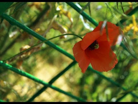 Delius ♥ Spring Morning