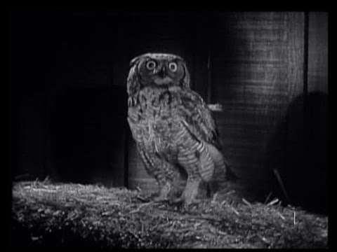 Lassie - "The Owl" -  Episode #147 - Season 5, Ep 4 - 09/28/1958