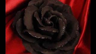 Barry Andrews - Faded Flowers